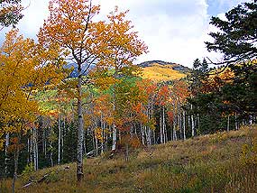 Aspens on Medano Pass