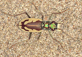 Great Sand Dunes Tiger Beetle