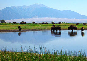 Bison in Wetlands