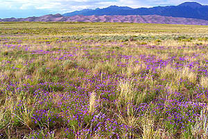 Grasslands west of dunefield