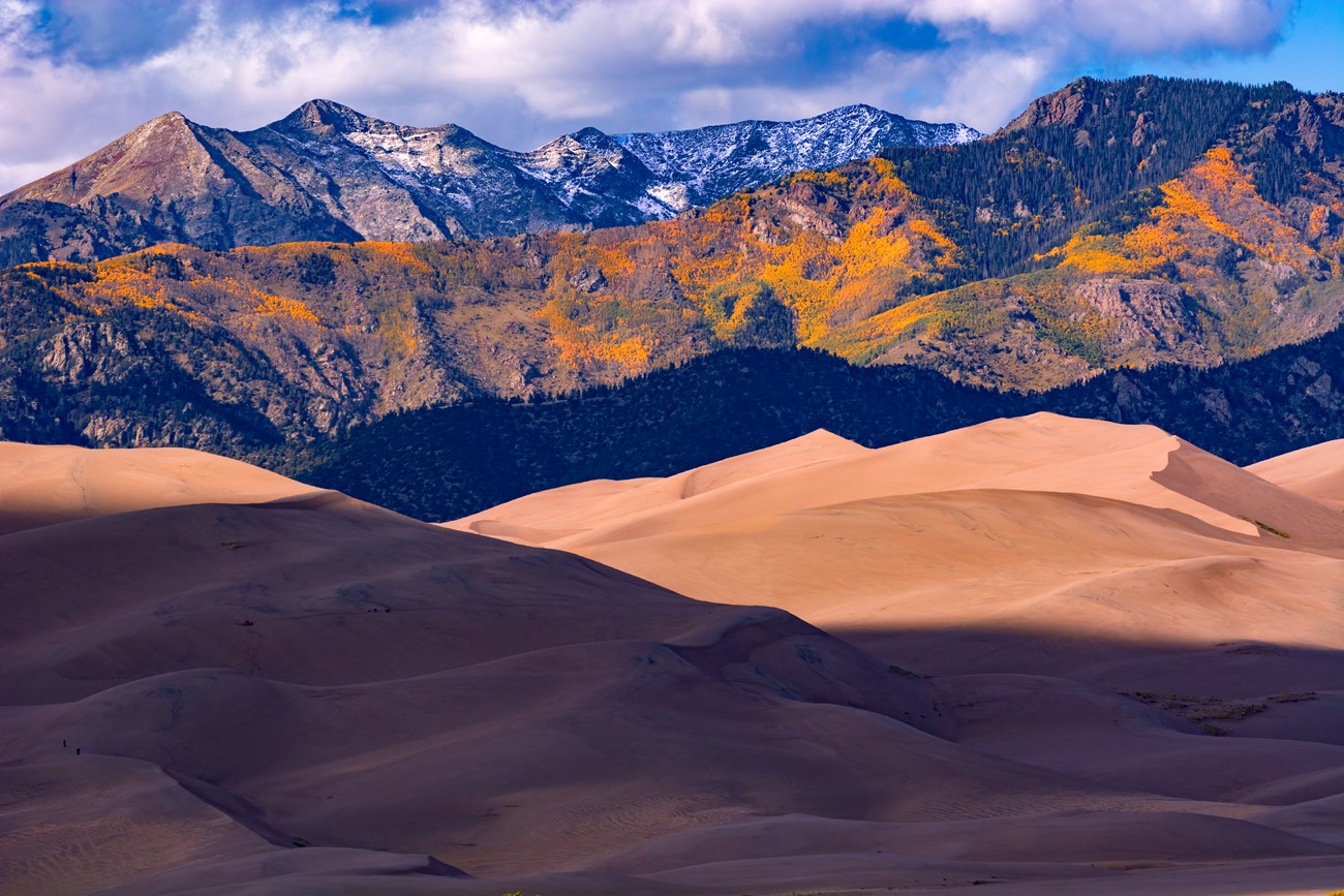 Groves of yellow aspens are inset on a forested mountain ridge above the dunes