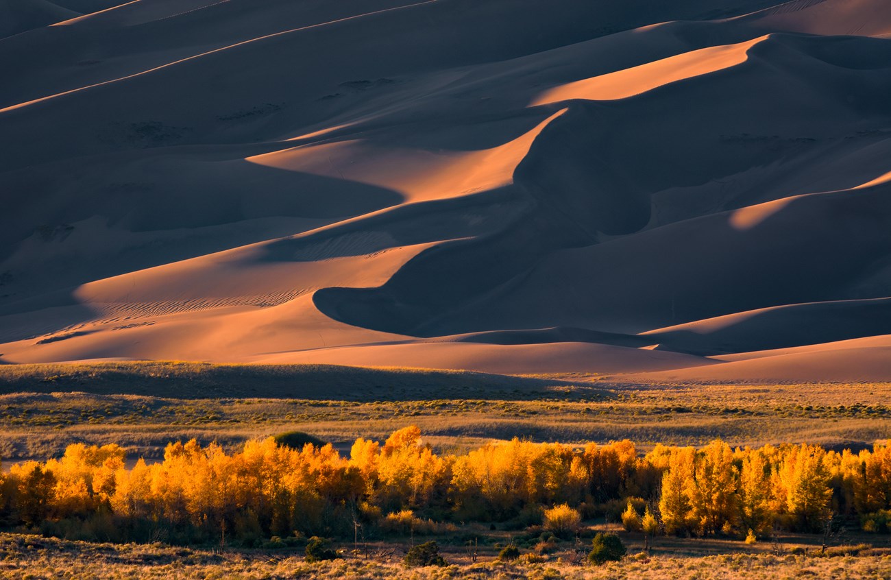 Abstract dune forms rise above gold cottonwood trees