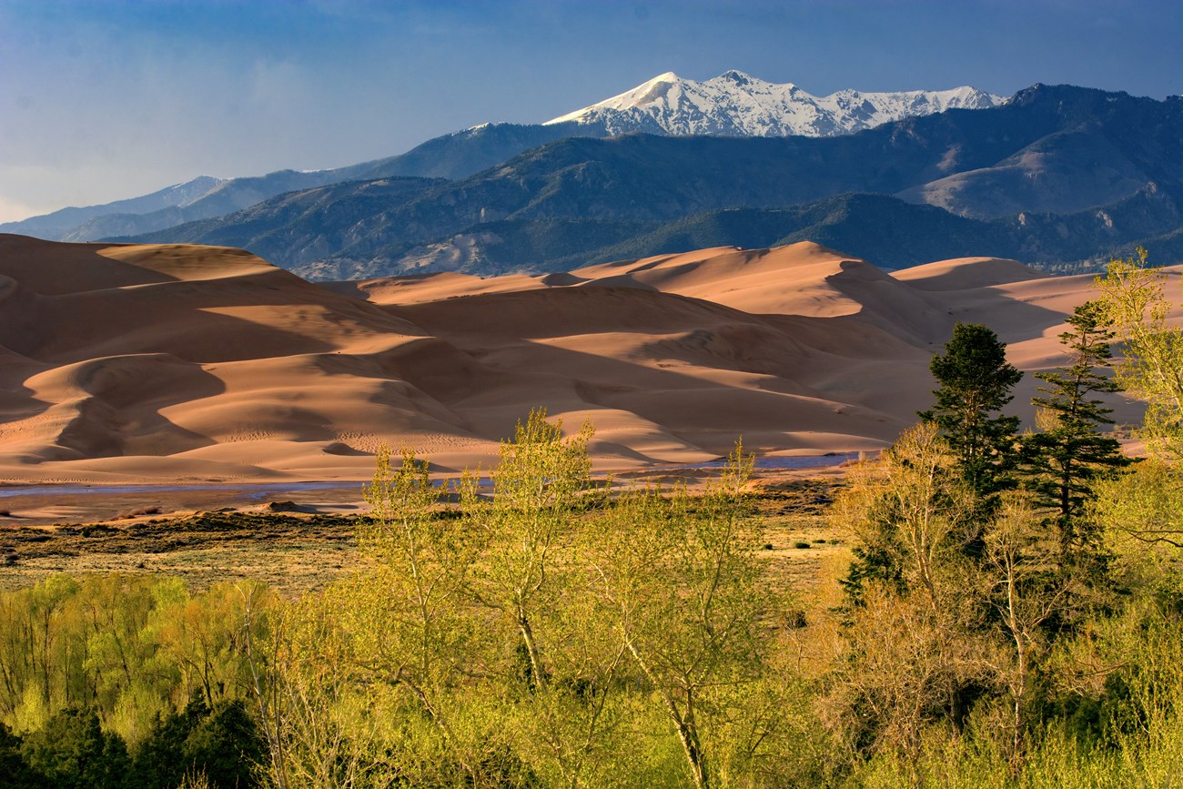 Foreground forest, grasslands, a creek flowing at the base of dunes, and snow-capped mountains