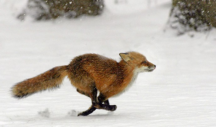 a red fox running through the snow