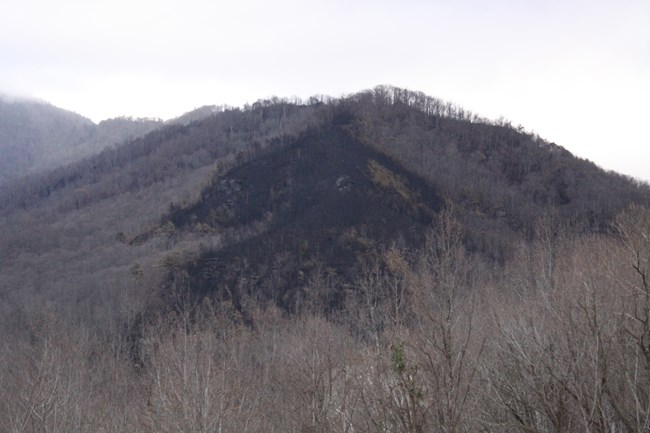 View of the burned area from Carlos Campbell Overlook