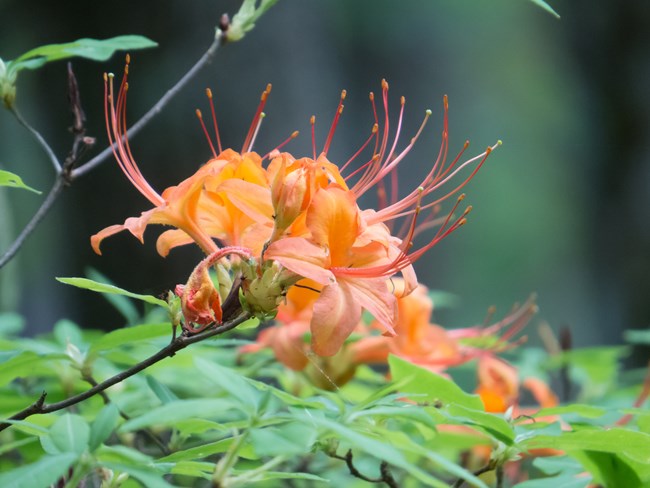 A cluster of bright orange flowers on a bush with green leaves.