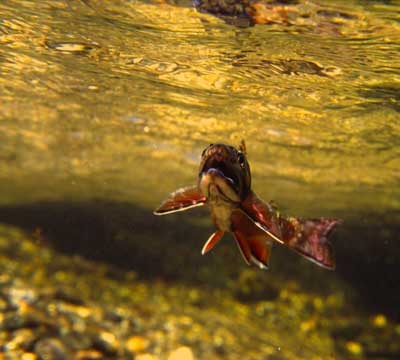 An underwater view of a brook trout