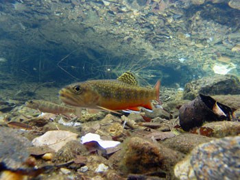 Underwater view of a brook trout
