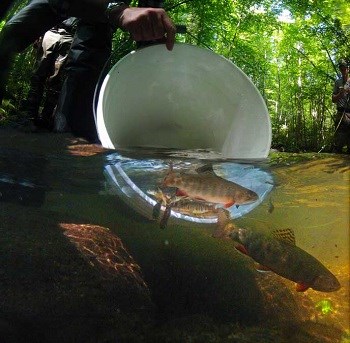 Brook trout being released into the river from a bucket