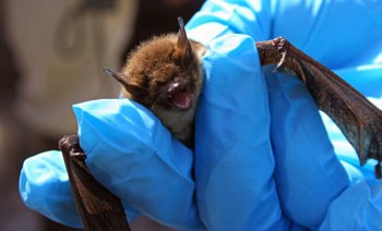 Research to understand White-Nose Syndrome is ongoing.