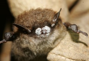 A Little Brown Bat with White-Nose Syndrome.