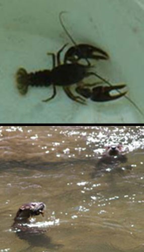 A composite of two photos showing river otters (bottom) and their primary food source in the park, crayfish (top).