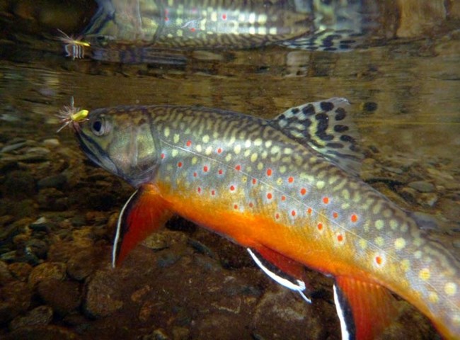 brook trout chasing a fly fishing lure