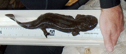 A researcher measures a 16 inch long hellbender salamander.