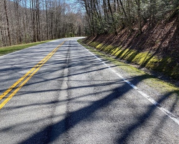 roadway in forest.