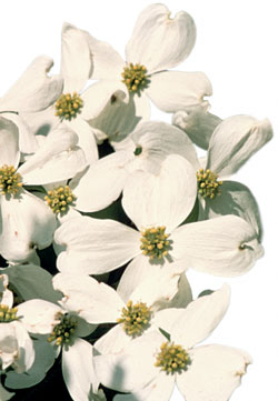 Dogwood trees can be found in the park's biologically diverse cove-hardwood forests.