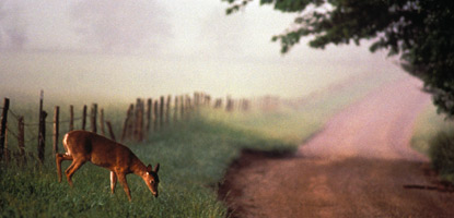 A white-tailed deer feed beside the road in Cades Cove.