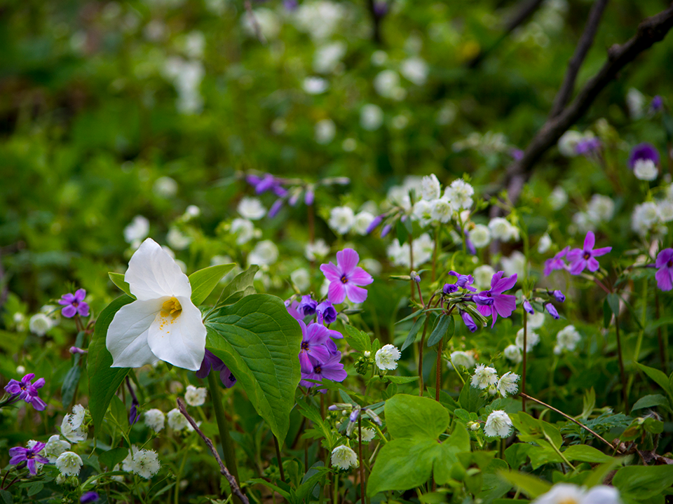 Purple and white flowers growing low to the ground.