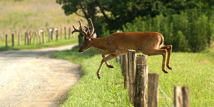 A white-tailed deer jumps a fence in Cades Cove