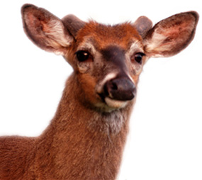 White-tailed deer