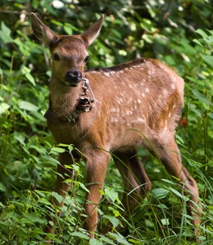 Elk calf stands in a bush.