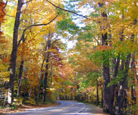 Fall leaf colors the trees along Newfound Gap Road.