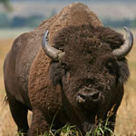 Bison close-up photo Copyright by Dan Ng