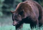 close-up of cinnamon-colored black bear