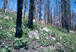 regrowth after fire, flowers & charred tree trunks