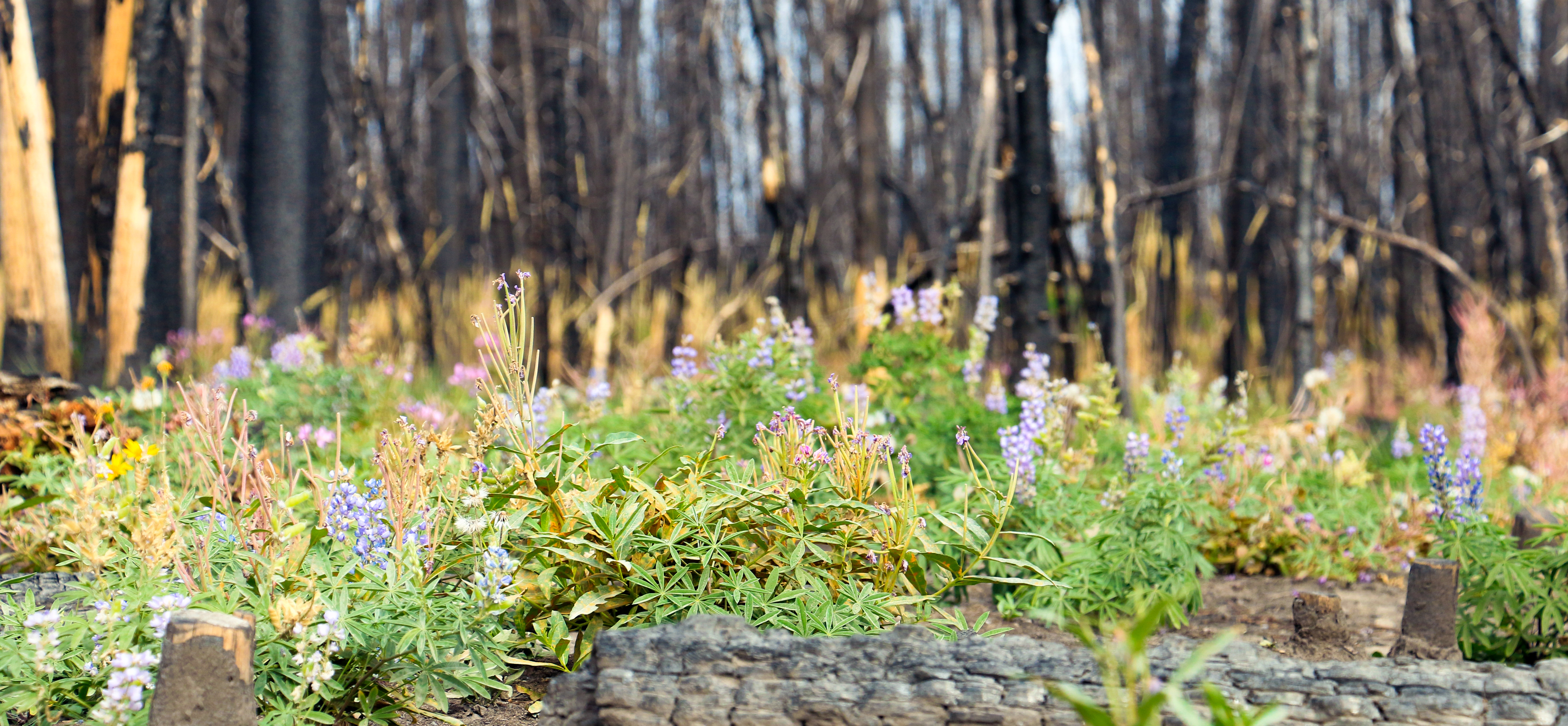 Colorful pink and purple wildflowers bloom within a burned forest, with blackened standing dead trees are visible in the background.