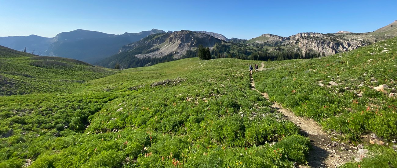Hikers walk on a narrow trail surrounded by lush green alpine vegetation with mountains behind them.