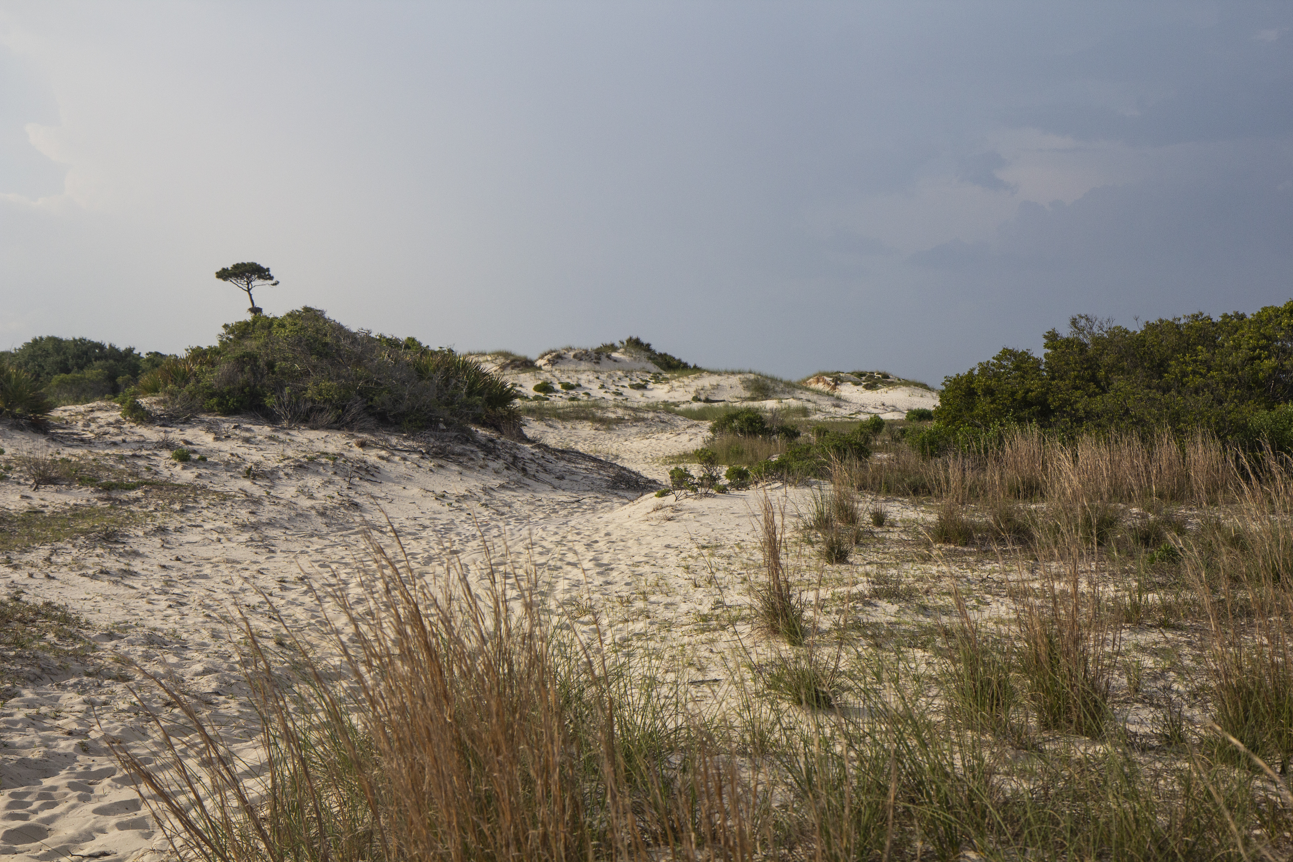 island with sand and trees