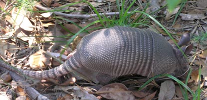 A juvenile armadillo forages for food in Davis Bayou.