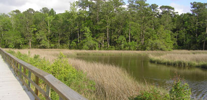 A gray boardwalk is located adjacent to the green salt marsh with green trees in the background.