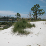 Horn Island includes white sandy dunes and brackish ponds