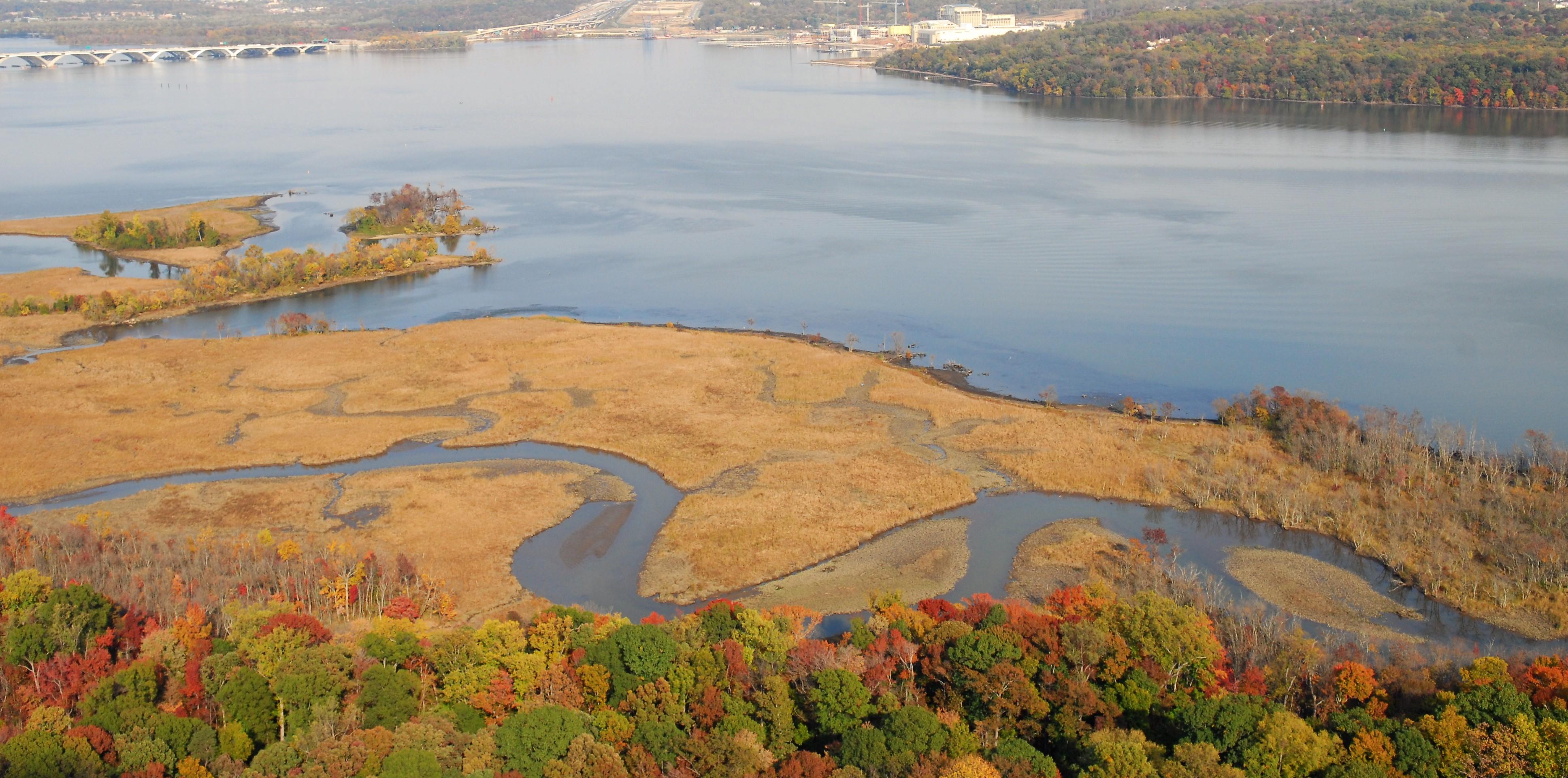 Aerial photograph of cattails and tidal guts in Dyke Marsh