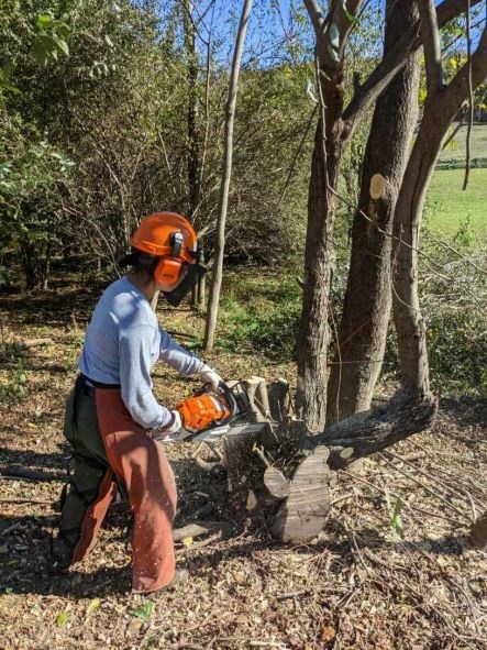 Woman wearing a hard hat and chaps uses a chainsaw to cut autumn olive