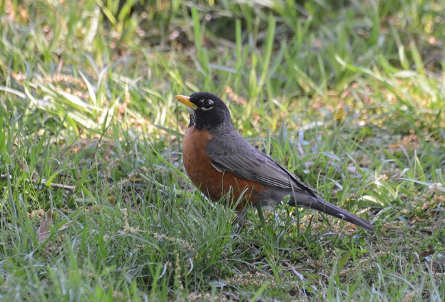American Robin standing in the grass looking up towards the sky in a very regal and dignified way.