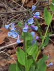 Virginia bluebells