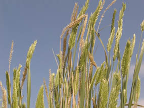 Crested Wheatgrass