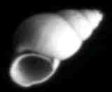 Idaho Springsnail