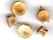 Upclose view of fish vertebrae