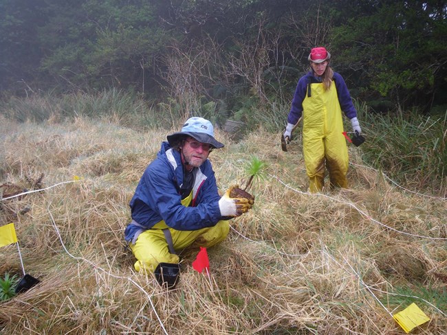 park biologist outplanting greenswords in the Haleakalā bogs