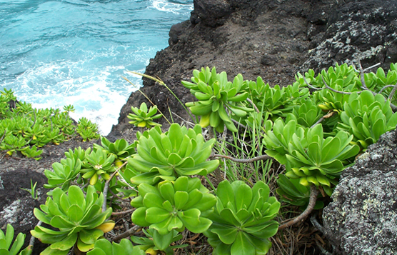 Bright green native beach naupaka clings to the rocky cliffs along Oheo Gulch.