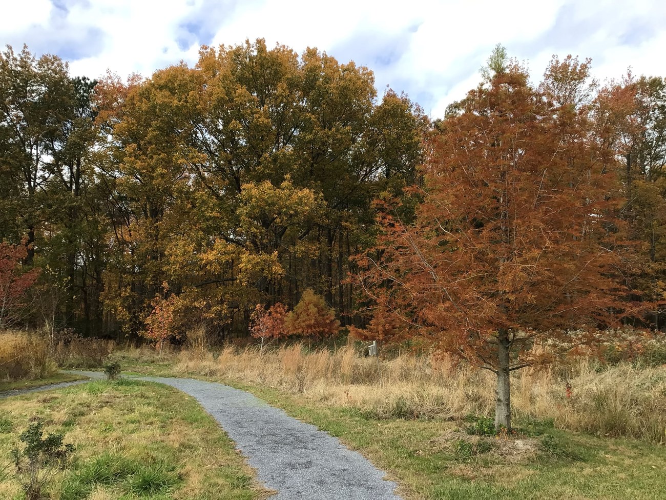 A walking path with a line of colorful autumnal trees on the right side.