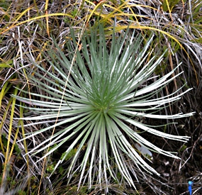 silversword plant amongst the brush