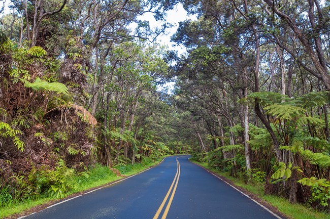 An empty road surrounded by rainforest