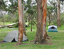 Tents in a grassy area under tall eucalyptus trees.