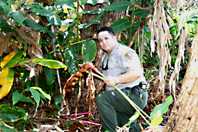 Zimmer holds a ginger plant showing its thick roots
