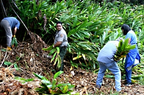 Park Ranger Jason Zimmer and visitors remove kahili ginger along Crater Rim Drive